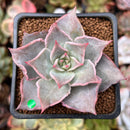 Echeveria 'Madiba' 1"-2" Succulent Plant