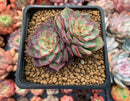 Echeveria 'Dancing Bird' 2" Succulent Plant