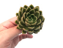 Echeveria Agavoides 'Walshire' 2" Rare Succulent Plant