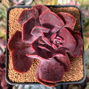 Echeveria 'Hanaikada' Non-Variegated 2"-3" Succulent Plant