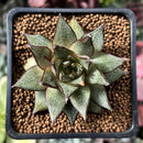 Echeveria 'Purpusorum' White Form 2" Succulent Plant