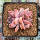 Echeveria 'Sharman' 2" Succulent Plant