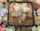 Echeveria 'Xichuensis' 2" Succulent Plant