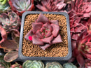 Echeveria Agavoides 'Red Ebony' 1" Succulent Plant