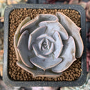 Echeveria 'Flux' 1" New Hybrid Succulent Plant