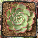 Echeveria 'Amore' 2” Succulent Plant