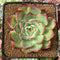 Echeveria 'Amore' 2” Succulent Plant