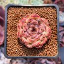 Echeveria 'Citrine' 1"-2" Seed Grown Air Magic Hybrid Succulent Plant