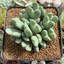 Conophytum 'Bilobum' Cluster 3" Succulent Plant