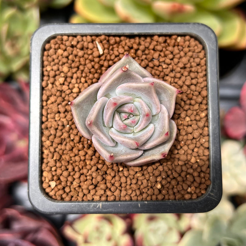 Echeveria 'Rosewing' 1" Succulent Plant