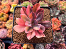 Echeveria 'Hanaikada' Variegated 3" Succulent Plant