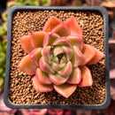 Echeveria Agavoides 'Sukyong' 2" Succulent Plant