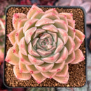 Echeveria 'Mario' Malgan Hybrid 3" Succulent Plant