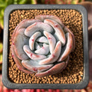 Echeveria 'Icy Purple' 2" Succulent Plant