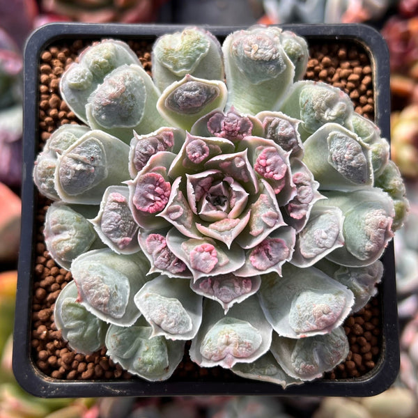 heart succulent echeveria 'cheyenne' Echeveria 'Hearts Choice' 2" Succulent Plant – True Succulents Plant Co