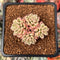 Sedum 'Joyce Tulloch' Variegated 1" Succulent Plant