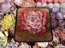 Echeveria 'Colorata' 2"-3" Succulent Plant