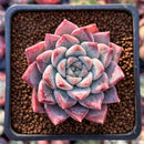 Echeveria 'Fresco' 2" New Hybrid Succulent Plant