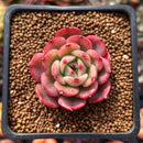 Echeveria Agavoides 'Star Boss' Lightly Variegated Form 1" Succulent Plant