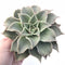 Echeveria Madiba 6” Rare Succulent Plant