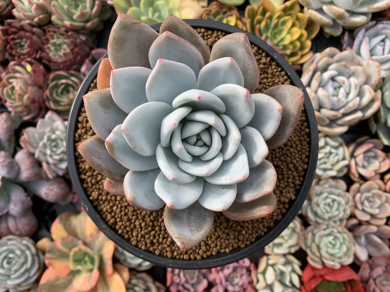 single succulent Echeveria 'Cream Sun' 5" Powdery Succulent Plant – True Succulents Plant Co