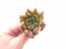 Echeveria Agavoides ‘Piglet’ 2” Rare Succulent Plant