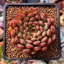 Echeveria Agavoides 'Rainstar' 2" Succulent Plant