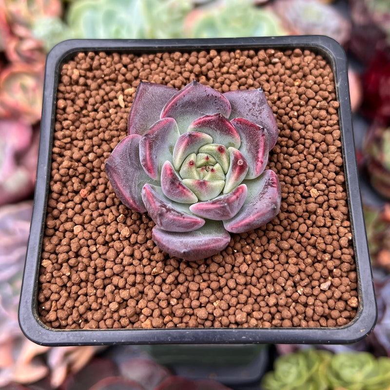 cindy succulents Echeveria 'Cindy' 1" Succulent Plant – True Succulents Plant Co