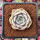 Echeveria 'Ensemble' 1" New Hybrid Succulent Plant