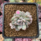Echeveria 'Little Rose' Variegated 1"-2" Succulent Plant