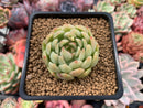 Echeveria Agavoides sp. 2" Succulent Plant