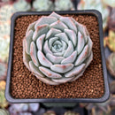 Echeveria 'Icy green' x 'Monroe' 2" Succulent Plant