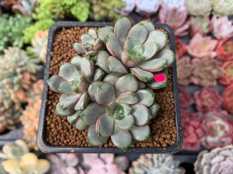 amethorum succulent Graptoveria 'Amethorum' 2" Cluster Succulent Plant – True Succulents Plant  Co