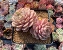 Echeveria 'Ben Badis' 5" Cluster Succulent Plant