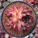 Echeveria Agavoides 'Fire Pillar' 4" Large Cluster Succulent Plant