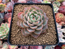Echeveria sp. 3" Succulent Plant