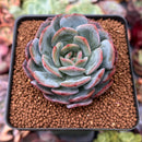 Echeveria 'Paul Shay' 2" Succulent Plant