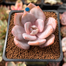 Echeveria 'Florence' 2" Succulent Plant