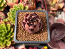 Echeveria Agavoides 'Sarabony' 1" Small Succulent Plant