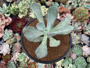 Pachyveria 'Jocelyns Joy' Variegated 3" Succulent Plant