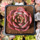 Echeveria 'Pink Champaign' 1"-2" Succulent Plant