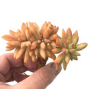 Sedum Adolphi Crested 3" Rare Succulent Plant