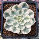 Echeveria 'Compton Carousel' 2" Succulent Plant