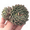 Echeveria ‘Hansel’ Crested 3” Rare Succulent Plant