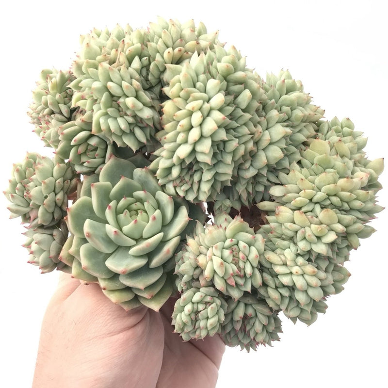 Echeveria 'Tippy' Crested Large Cluster 8” Rare Succulent Plant