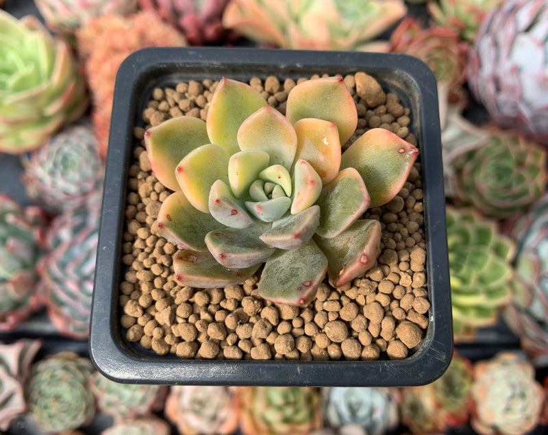 pretty in pink succulent Graptoveria 'Pretty in Pink' Variegated 1" Succulent Plant – True Succulents  Plant Co
