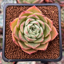 Echeveria 'Omphalos' 2" Succulent Plant