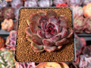 Echeveria 'Violet Cheese' 2" Succulent Plant