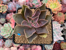 Echeveria 'Jules' 2" Succulent Plant