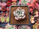 Echeveria 'White Champaign' 1" Succulent Plant